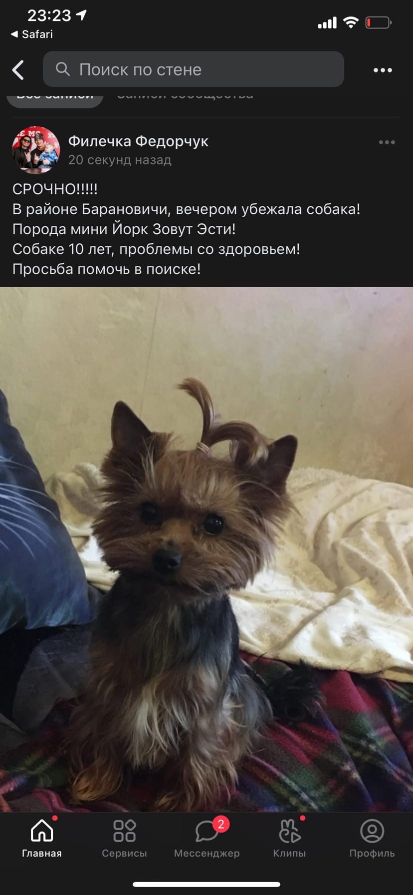 Пропала собака в Пружанах — СРОЧНО!!!!!