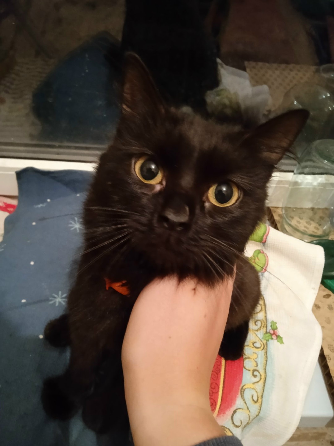 Найдена кошка в Пружанах — фото объявления