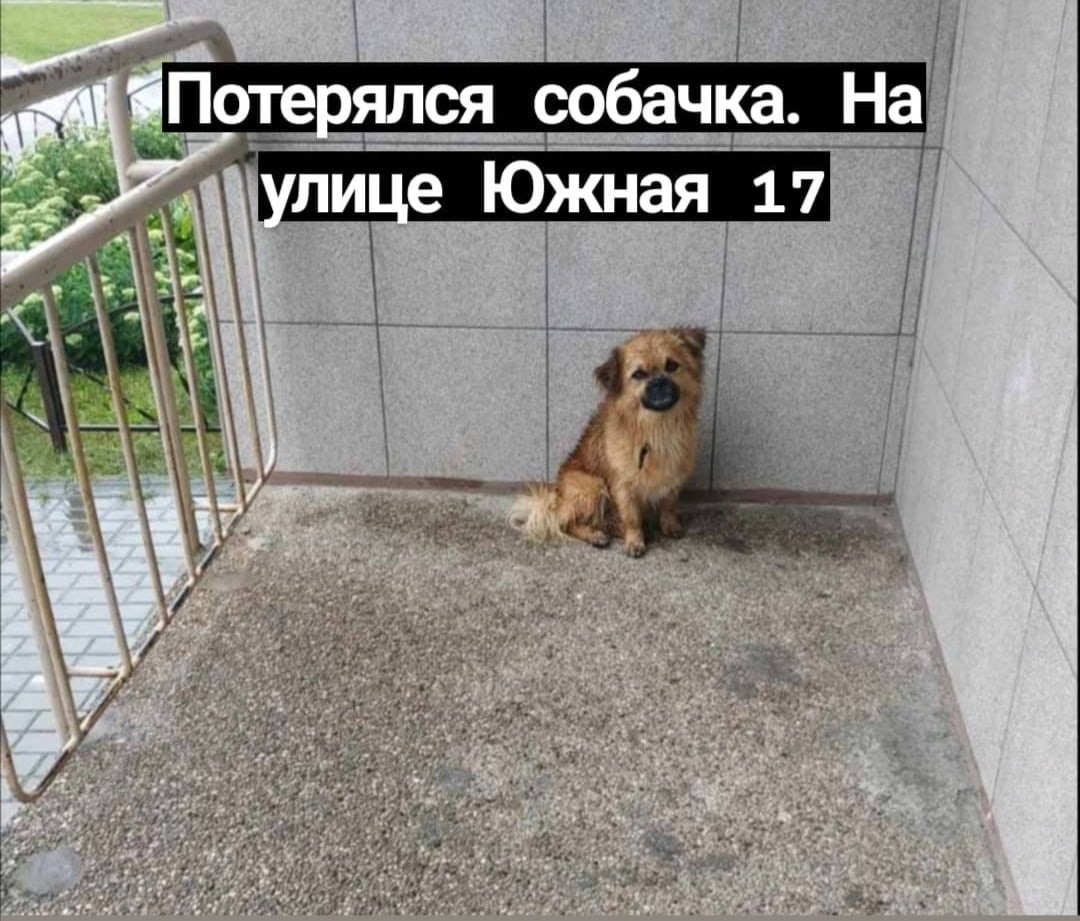 Найдена собака в Пружанах — По району бегает собака, с ошейником. Ищет своего хозяина😭. "Хозяин найдись по скорей, а то в такую…