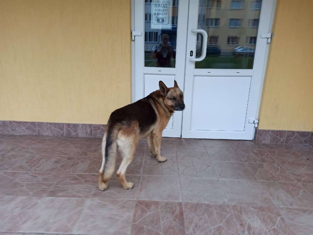 Найдена собака в Пружанах — Уже второй день бегает овчарка с ошейником на 2-пер Белуша возле азотовских общаг. Собака добрая…