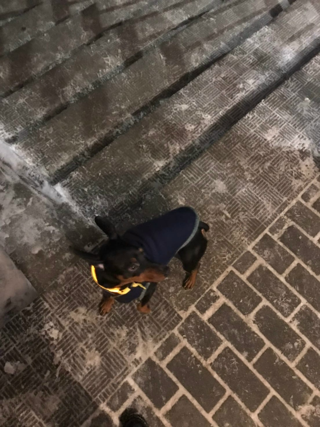 Найдена собака в Пружанах — фото объявления