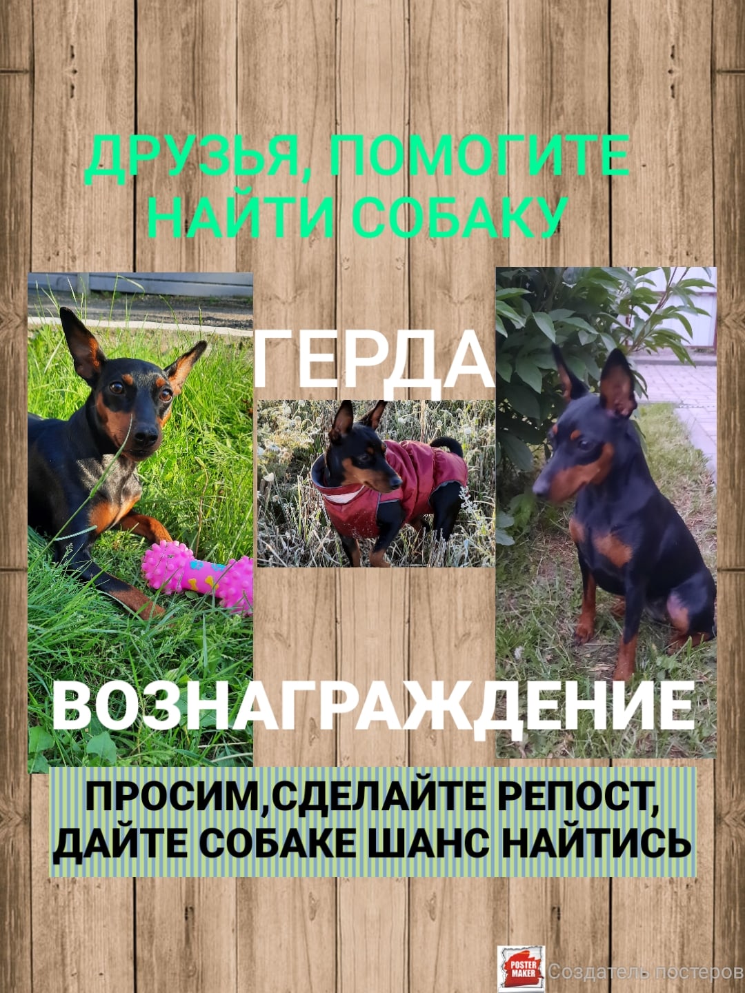 Пропала собака в Пружанах — Беларусь!
