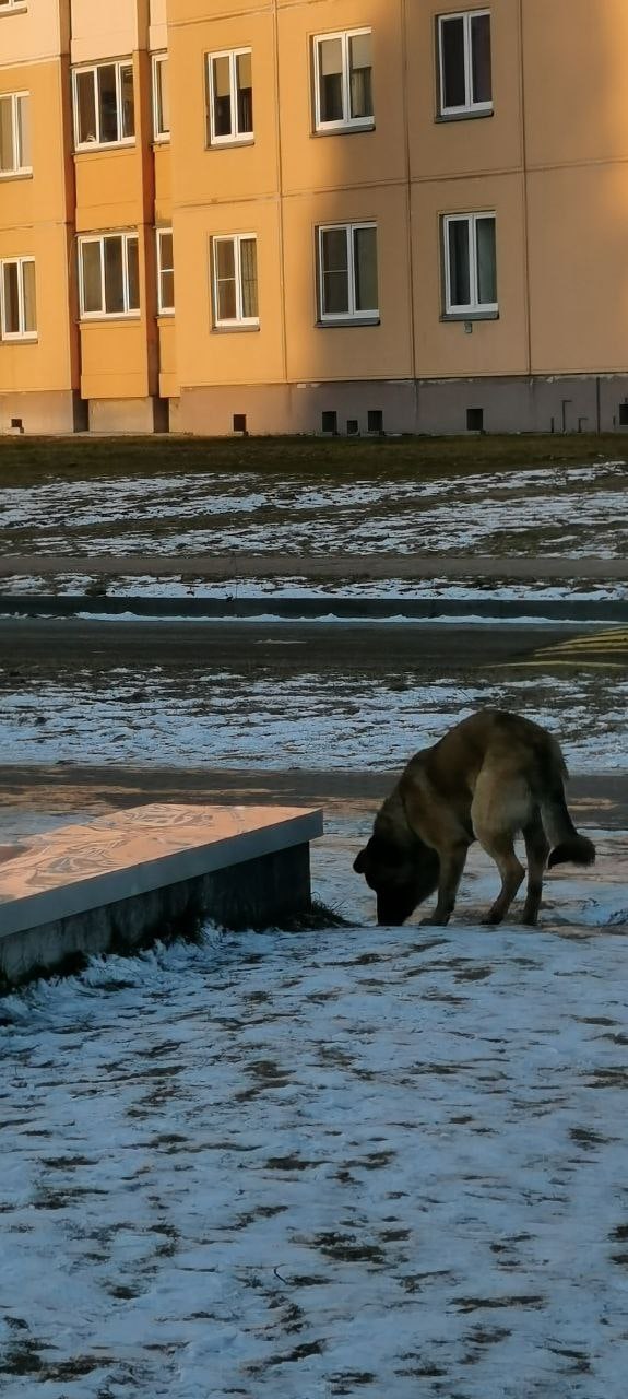 Найдена собака в Пружанах — Собака бегает в районе Тринити возможно потеряшка.
