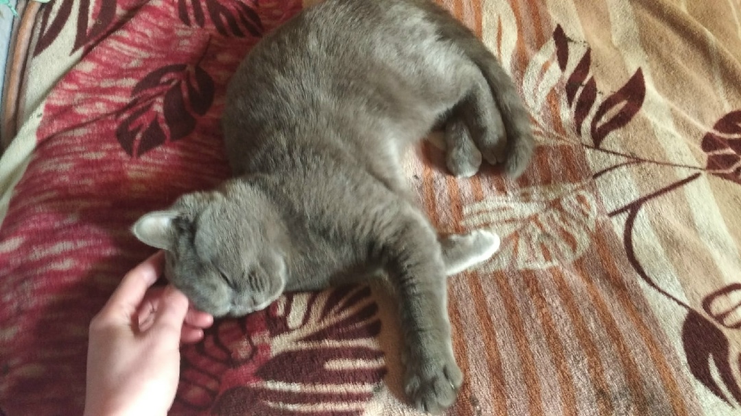 Найдена кошка в Пружанах — Здравствуйте. Пропала кошка. 9 месяцев. Выскочила когда проветривали. Отзывается на Марусю. Очень…