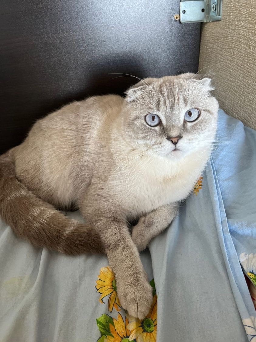 Пропала кошка в Пружанах — Пару дней назад на Ольшанке по адресу Огинского 25 пропала кошка!!! Светло-серый окрас, порода…
