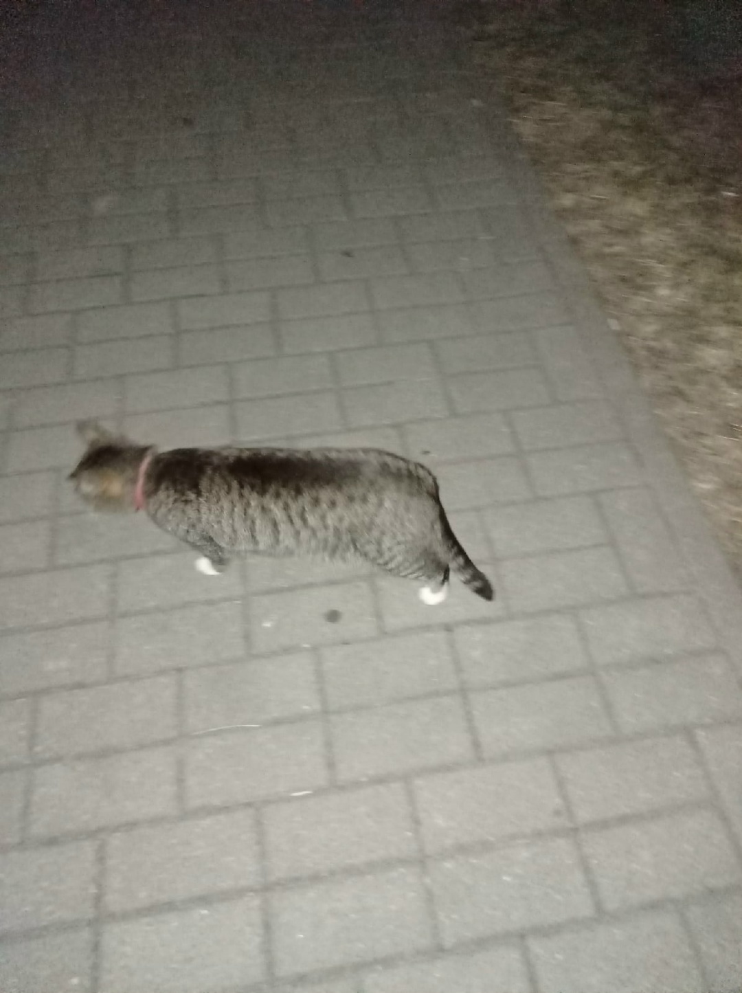 Найдена кошка в Пружанах — фото объявления