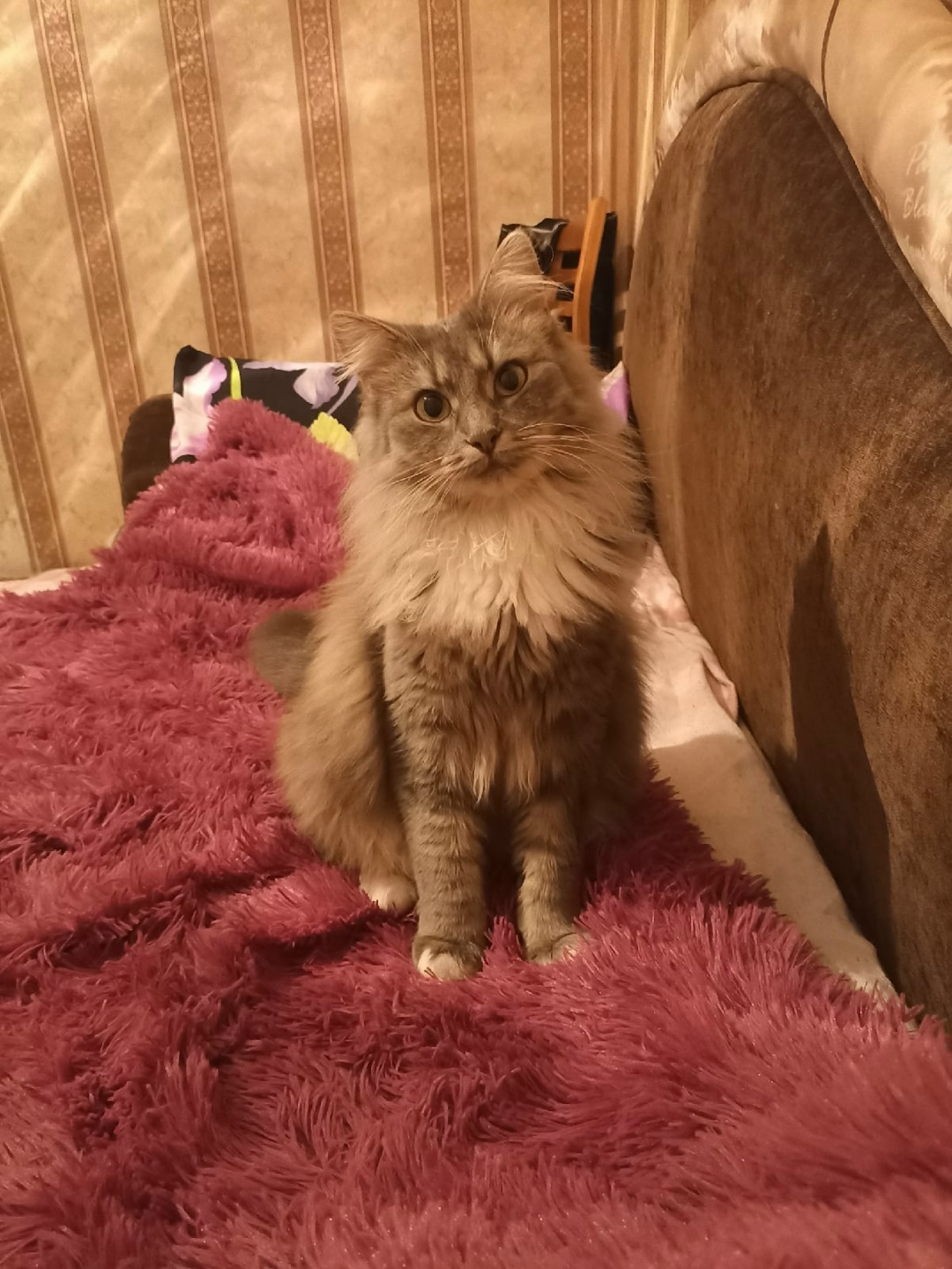 Пропала кошка в Пружанах — Здравствуйте! Потерялась кошка ул.Терешковой 15а, зовут Кира, +375333916982