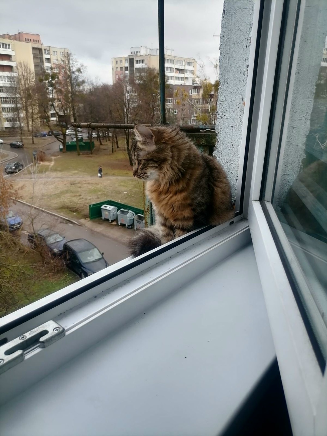 Пропала кошка в Пружанах — фото объявления