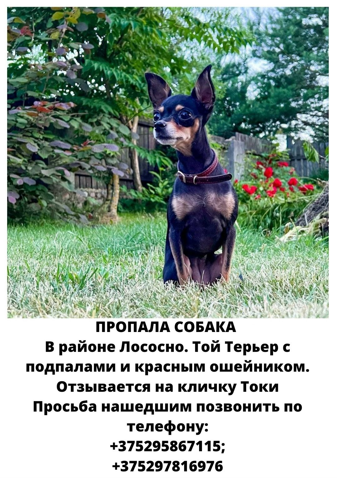 Пропала собака в Пружанах — фото объявления