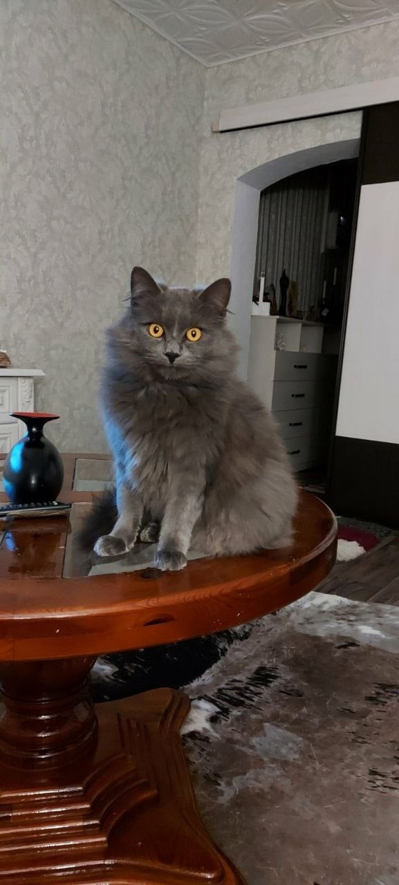 Найдена кошка в Пружанах — В районе держинского пару дней назад пропал кот. Очень ласковый, отзывается на кличку Лео. Если…