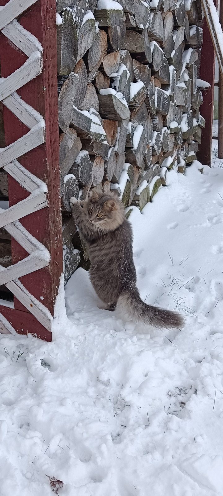 Найдена кошка в Пружанах — фото объявления