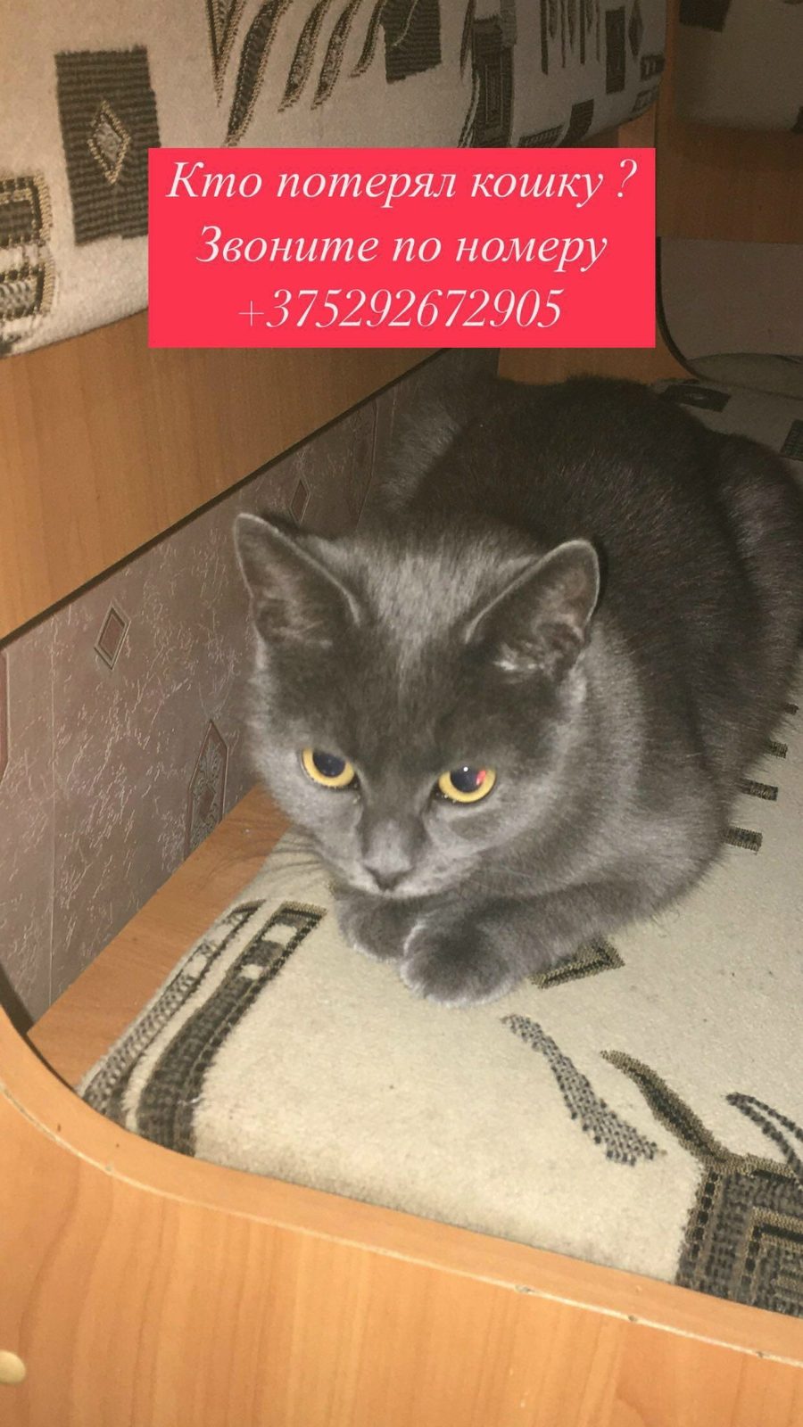 Найдена кошка в Пружанах — Кто потерял кошку ? Скидель ,по улице первомайская.