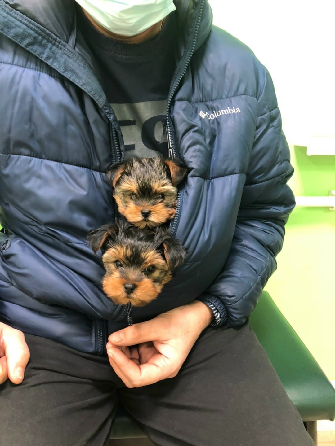 Найдена собака в Столбцах — Вы видели собачьего Горыныча ? Вот он 🥰🤗
