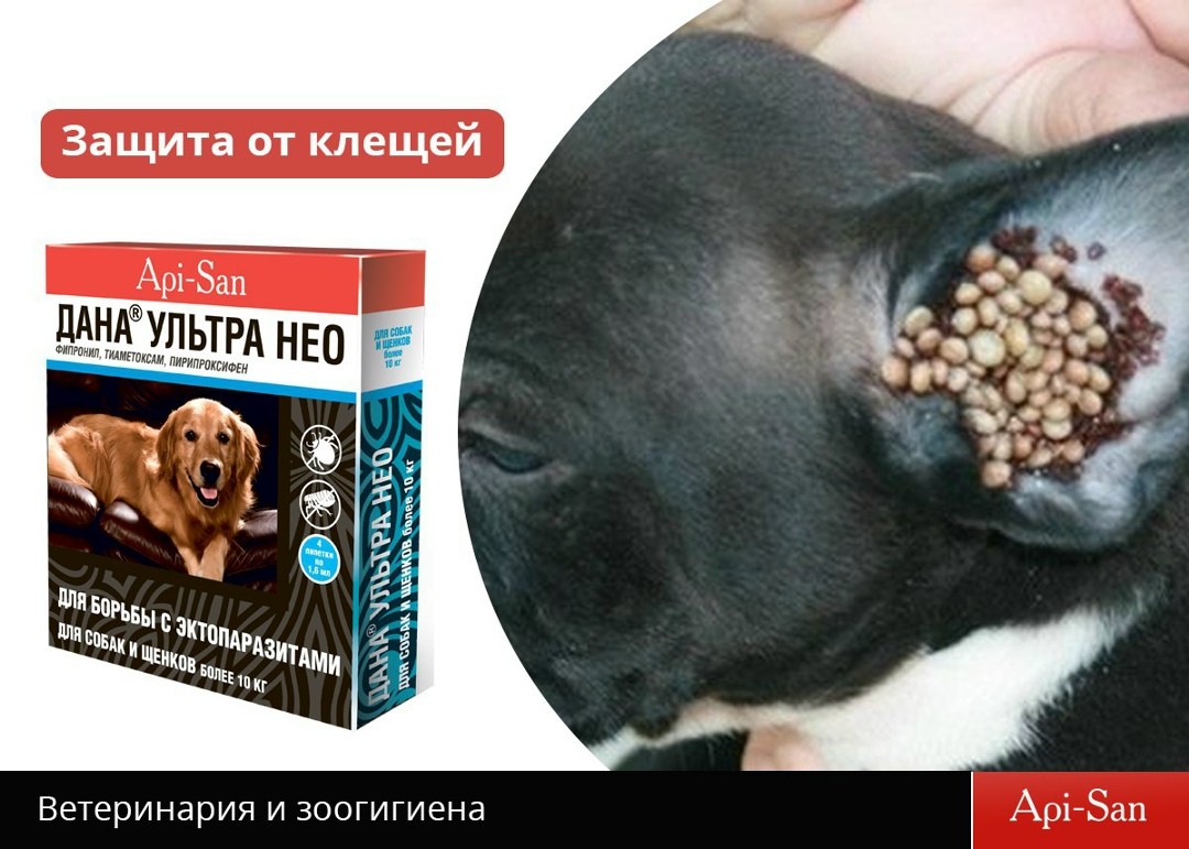 Найдена собака в Столбцах — Маленькие, но опасные.