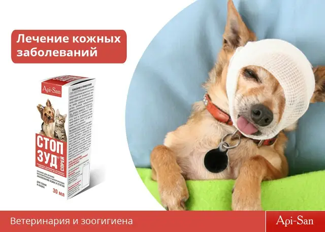 Найдена собака в Столбцах — Симптомы кожных заболеваний собак можно разбить на 3 общих вида:
