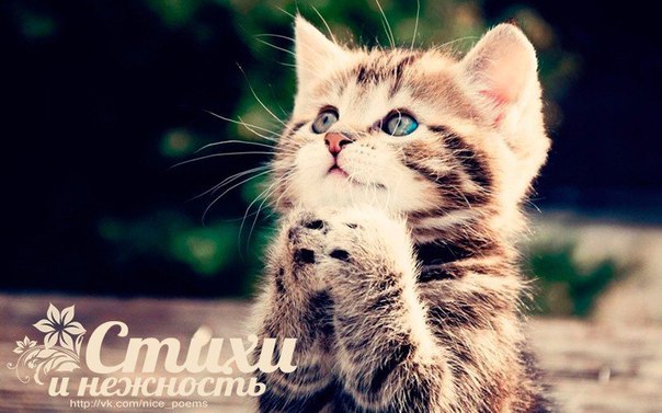 Пропала кошка в Осиповичах — Он родился таким - нелюбимым, ненужным,