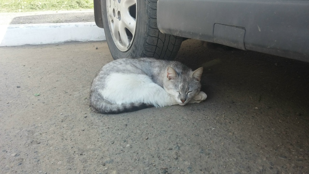Найдена кошка в Осиповичах — Кто потерял кастрированного кота. Второй месяц живет около нашего подъезда. Северные досы.