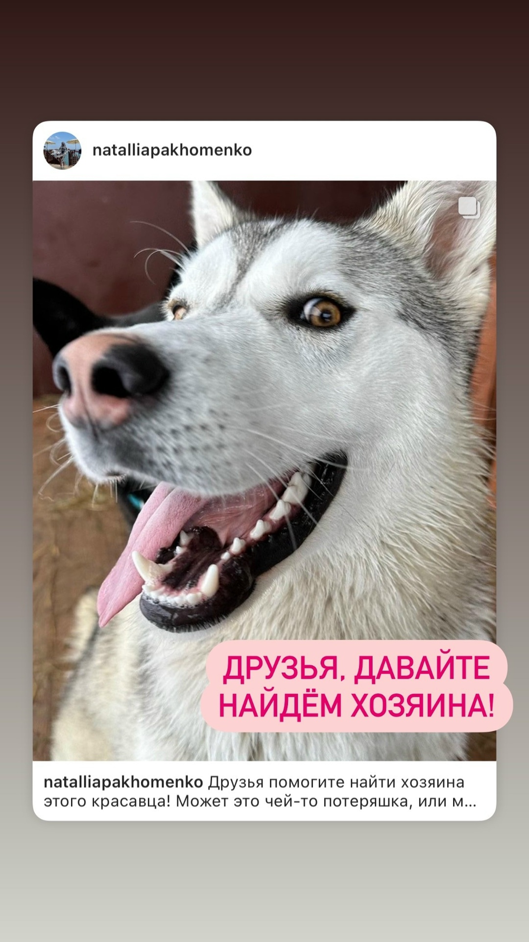 Пропала собака в Осиповичах — Друзья помогите найти хозяина этого красавца! Может это чей-то потеряшка, или может кто хочет себе…