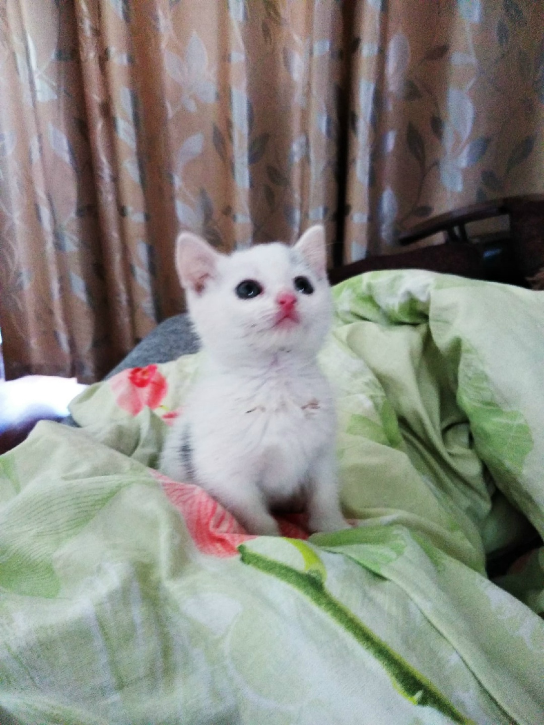Найдена кошка в Жлобине — Малыш Фунтик в поисках родителей 💙
