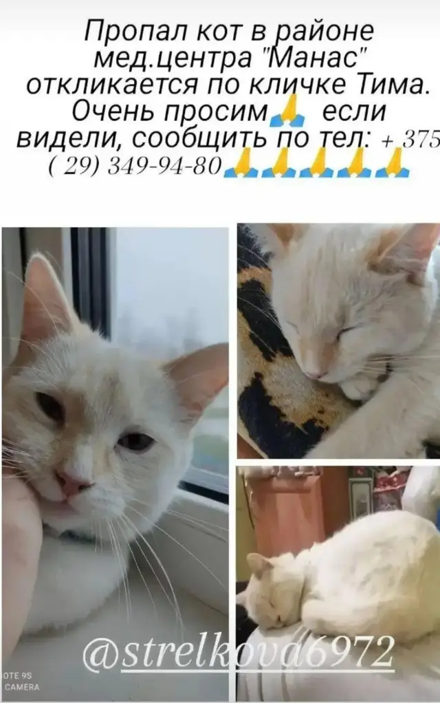 Пропала кошка в Жлобине — фото объявления