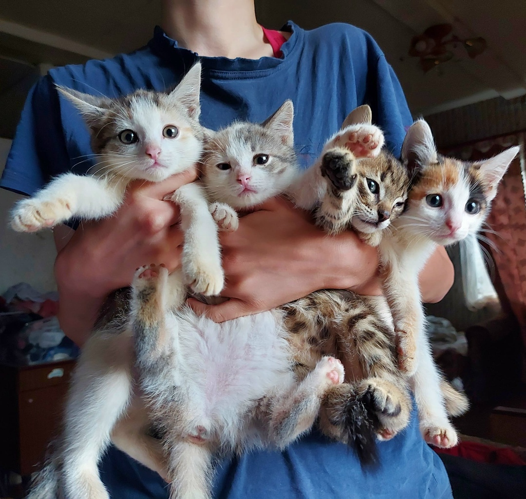 Найдена кошка в Жлобине — Котятам очень нужен дом