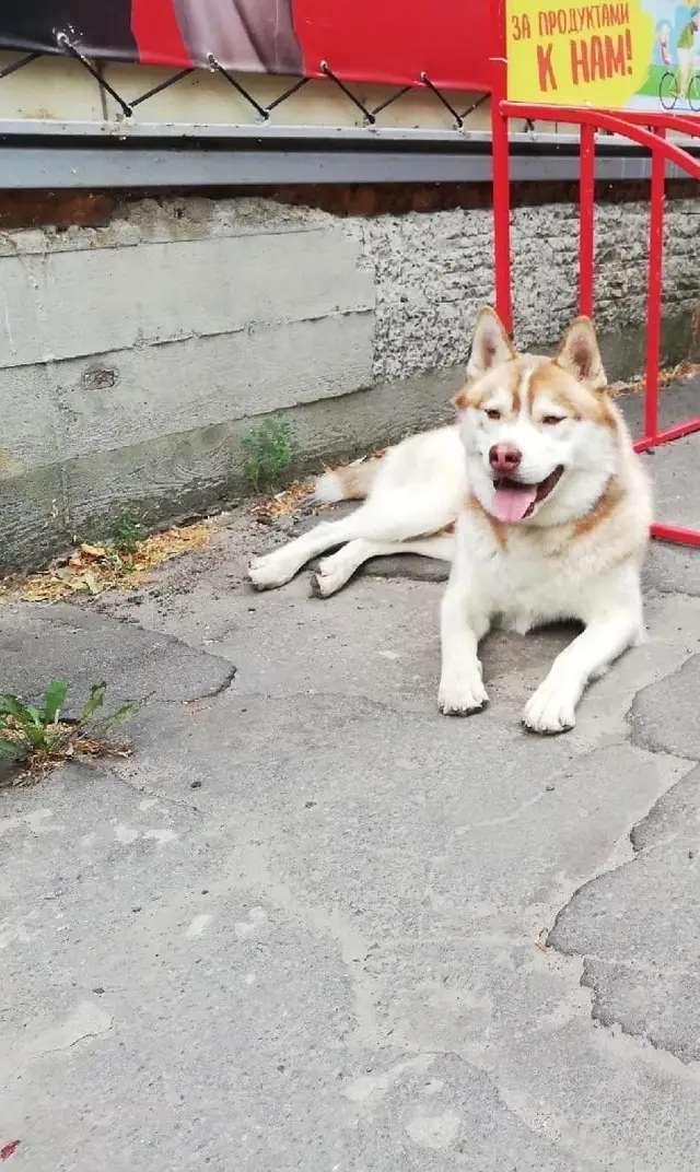 Пропала собака в Жлобине — фото объявления