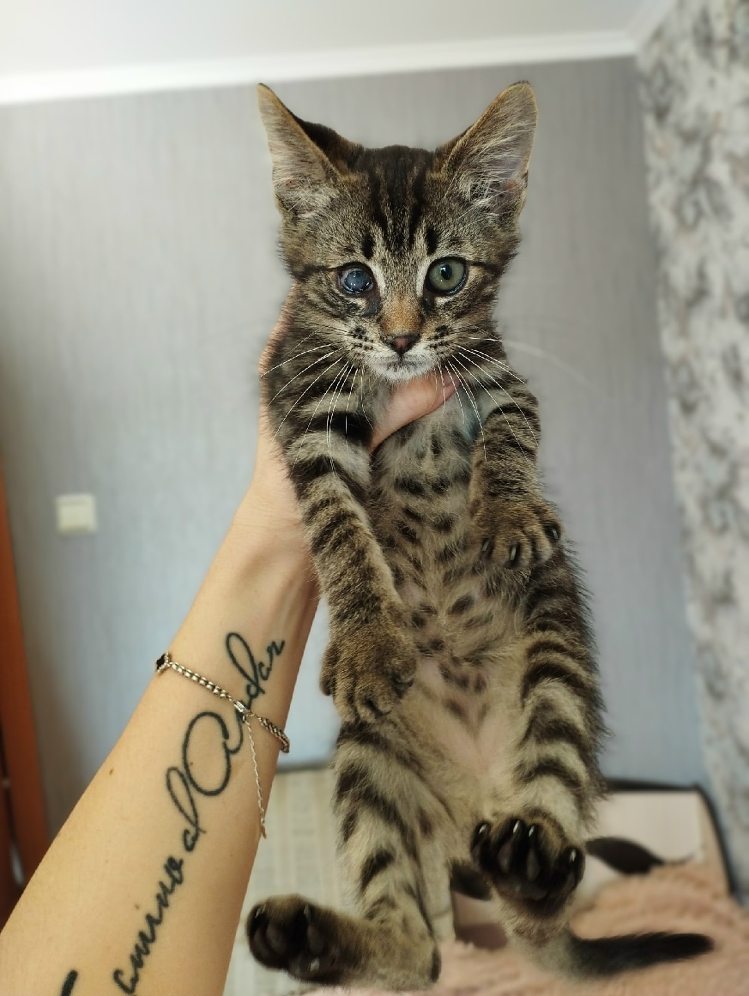 Найдена кошка в Жлобине — Котёнок - подросток к поисках дома!!! Он уже достаточно настрадался за свою короткую жизнь. Был найден…