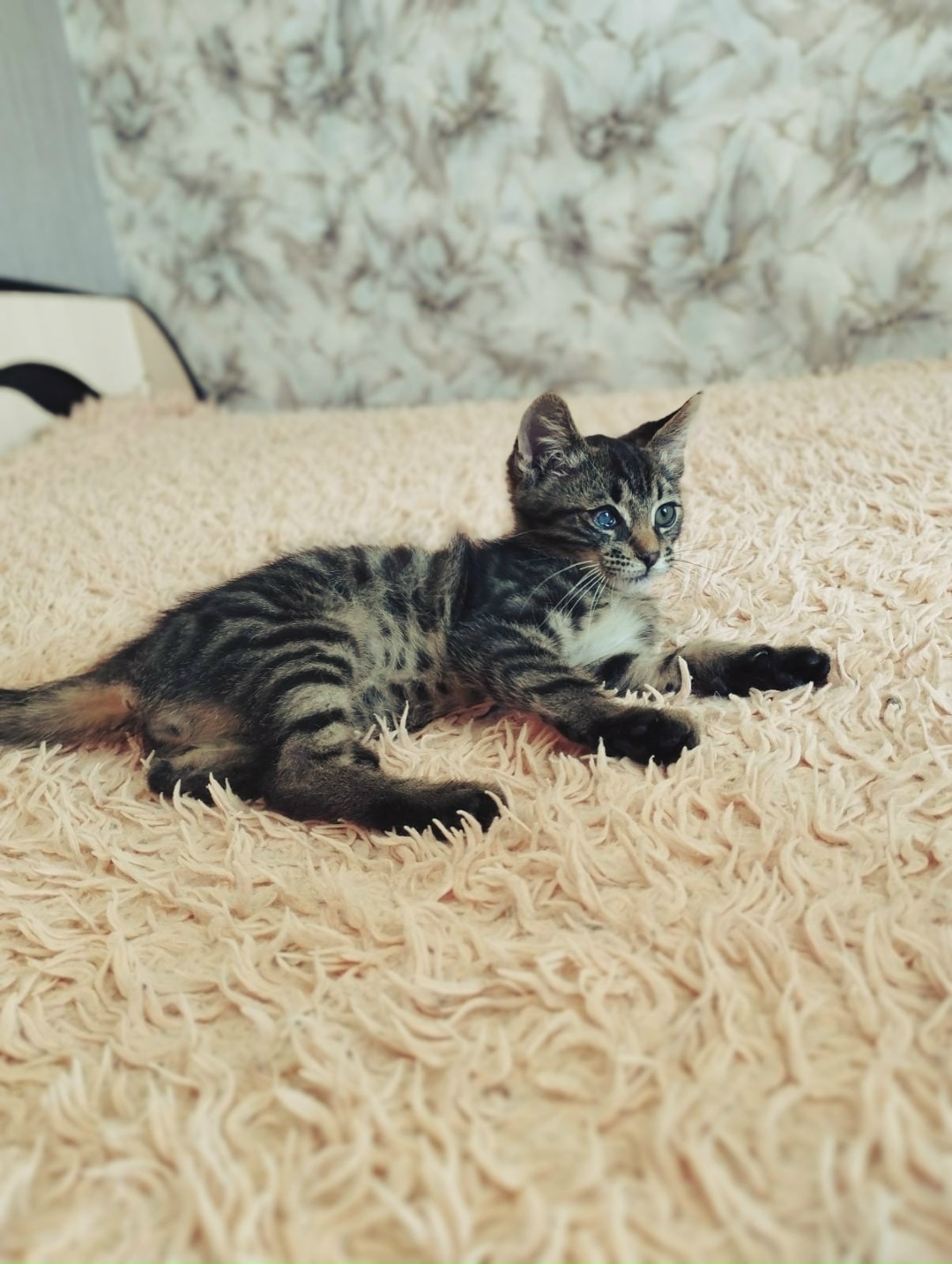 Найдена кошка в Жлобине — Милейшее создание - котёнок Кузя ищет дом!!!