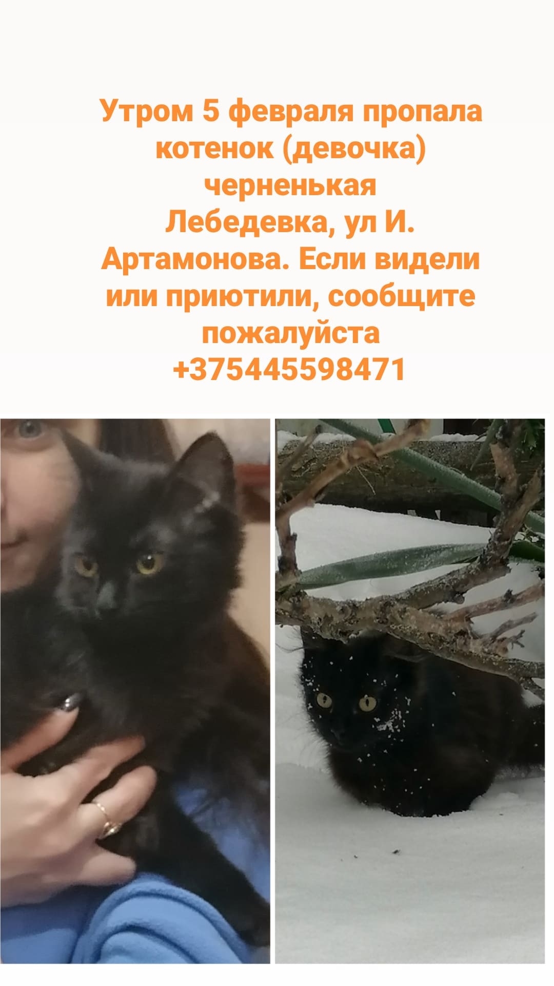 Пропала кошка в Жлобине — Здравствуйте. Пропал котенок, девочка, черненькая. Лебедевка. Просьба кто видео, или может приютили…