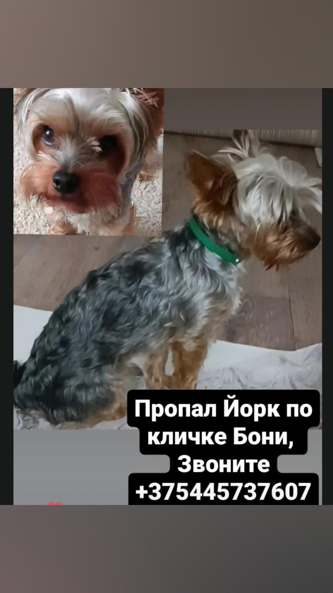 Пропала собака в Жлобине — фото объявления