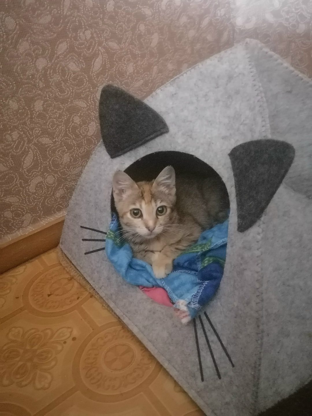 Найдена кошка в Жлобине — Малышка подобрана с улицы. От блох и глистов обработана, стерилизована и теперь ищет дом. Лоток знает…