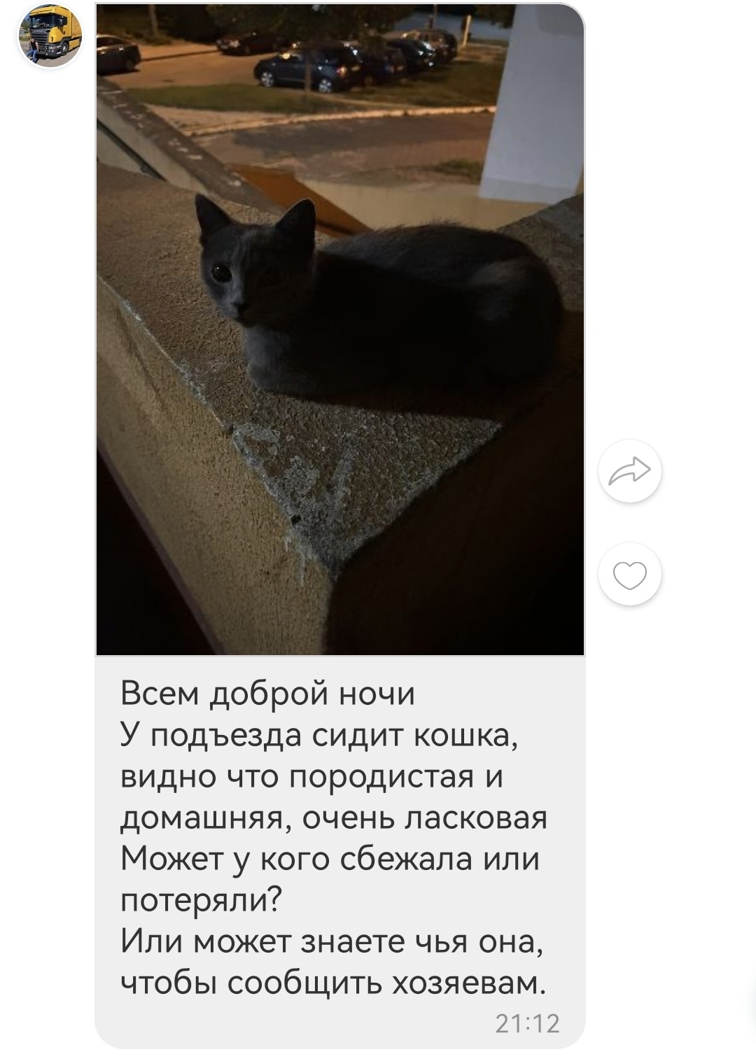 Найдена кошка в Жлобине — Может кто потерял или кто хочет себе котенка сидит на свечке +375445904887