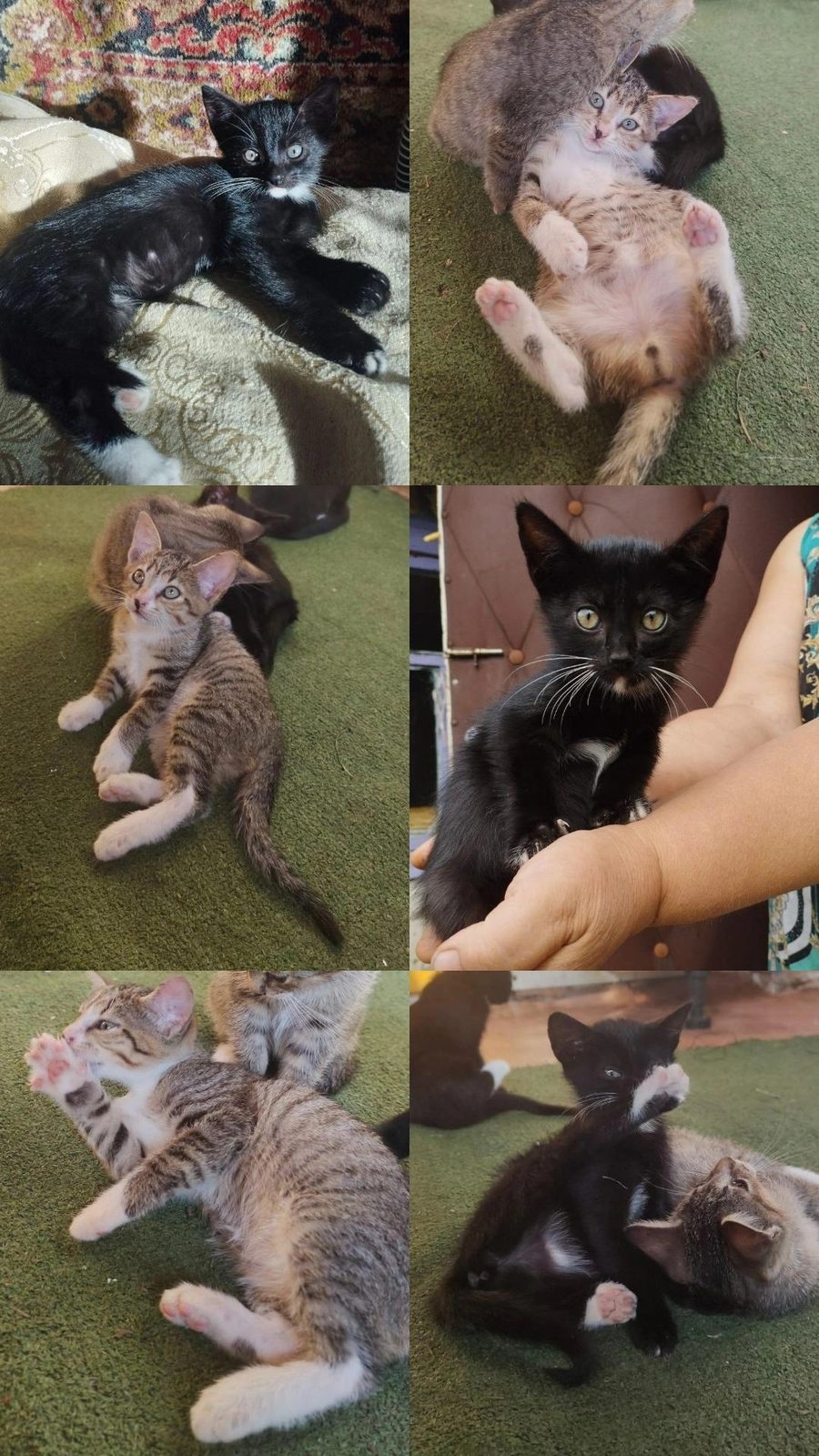 Найдена кошка в Жлобине — Котята в поиске дома!💞