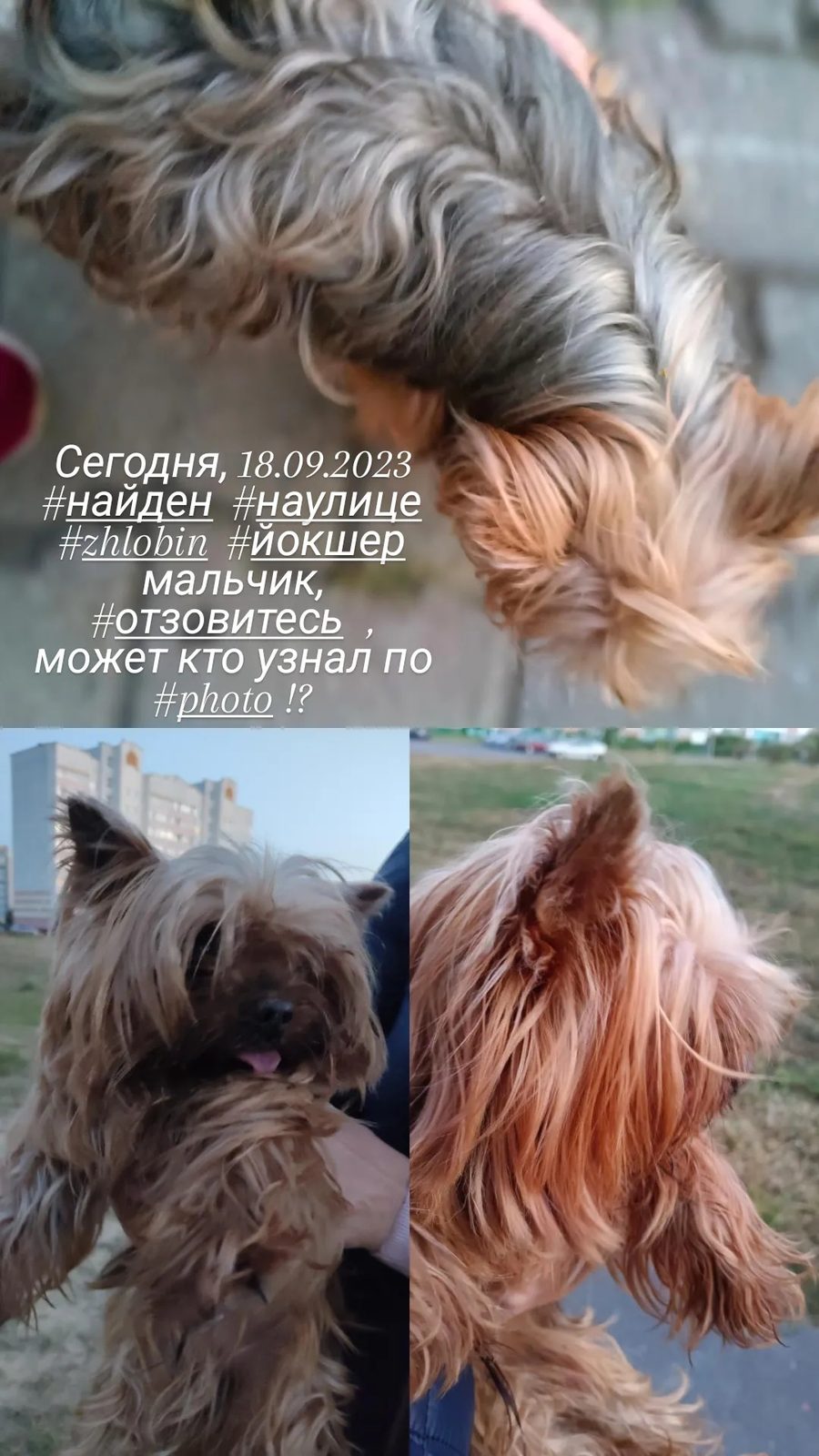 Найдена собака в Жлобине — Уже найдены хозяева, это Рокки, ему 13 лет, проживает по адресу : Жлобин, микр-он 18, дом 35…