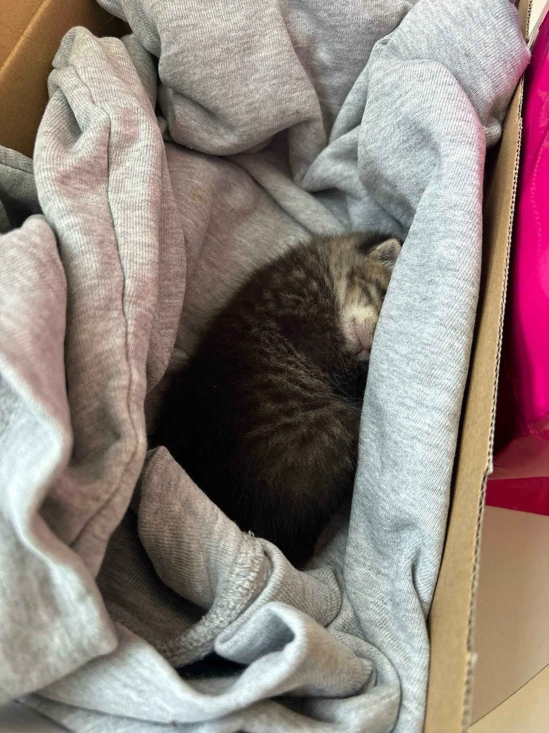 Найдена кошка в Жлобине — ЖЛОБИН, нужна помощь!!! Котенок найден на улице, девочка (1 неделя). Пройти мимо было невозможно…