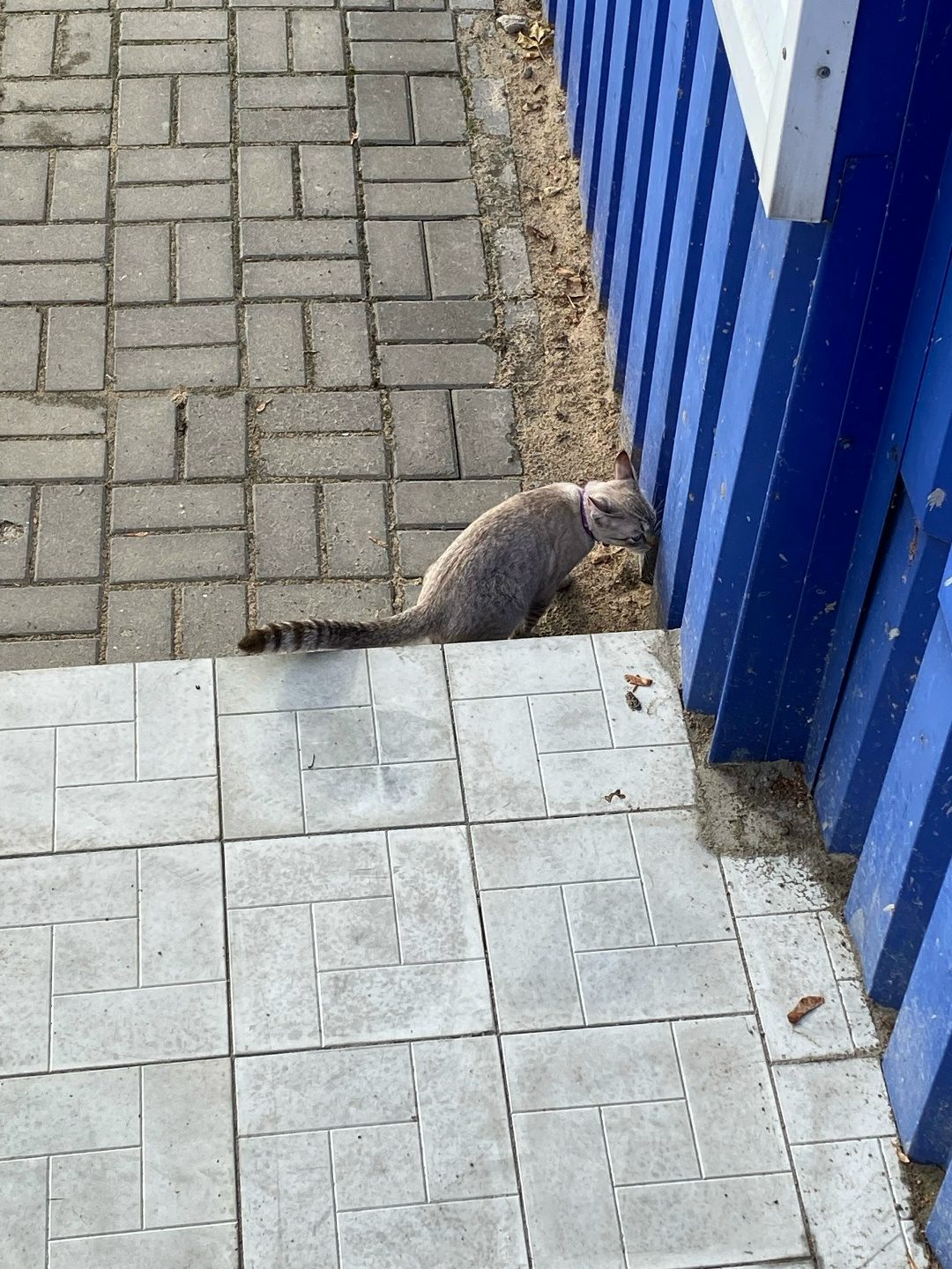 Найдена кошка в Жлобине — Около Фуджи и 40 детского сада бегает кот с ярким фиолетовым ошейником, возможно кто-то потерял