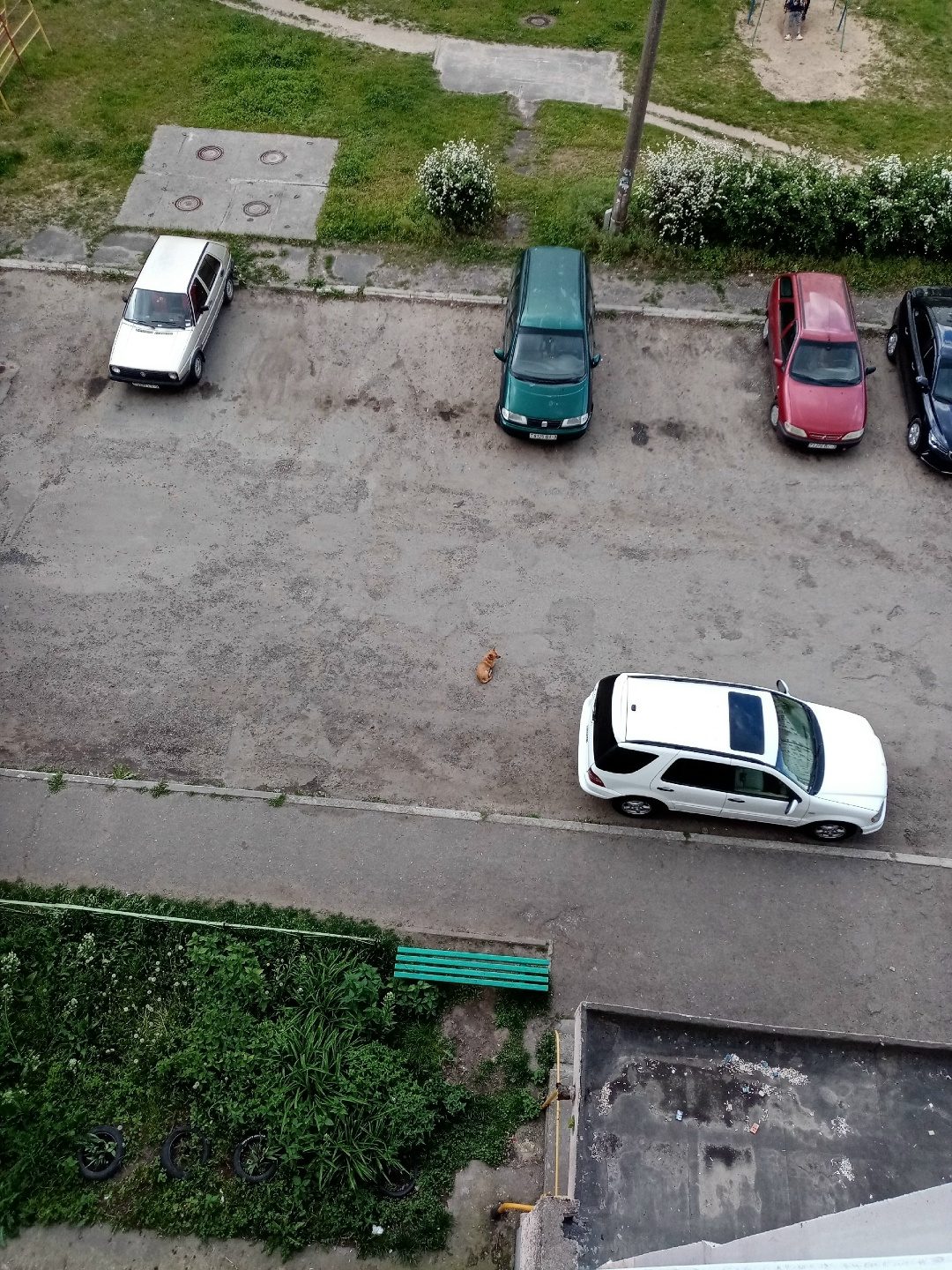 Пропала собака в Жлобине — Чья потеряшка, сидит второй день микрорайон 17 дом 4.5, возле 3 подъезда рыжий собачка маленькая с…