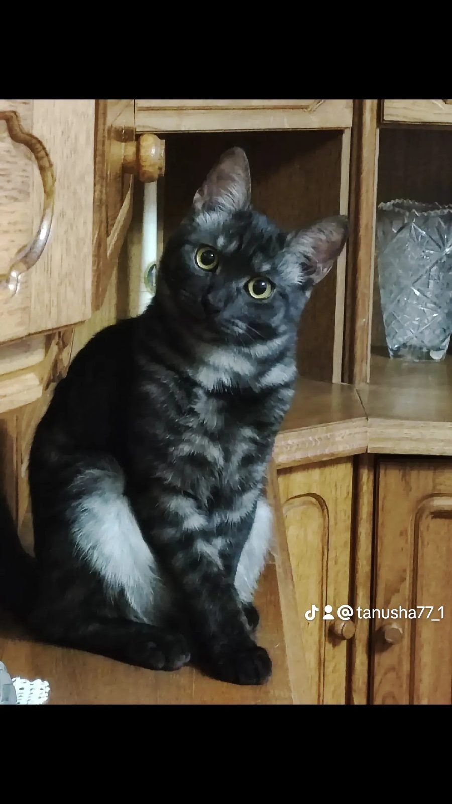 Пропала кошка в Ошмянах — фото объявления