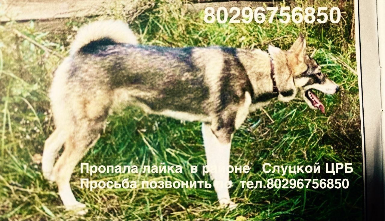 Пропала собака в Слуцке — фото объявления