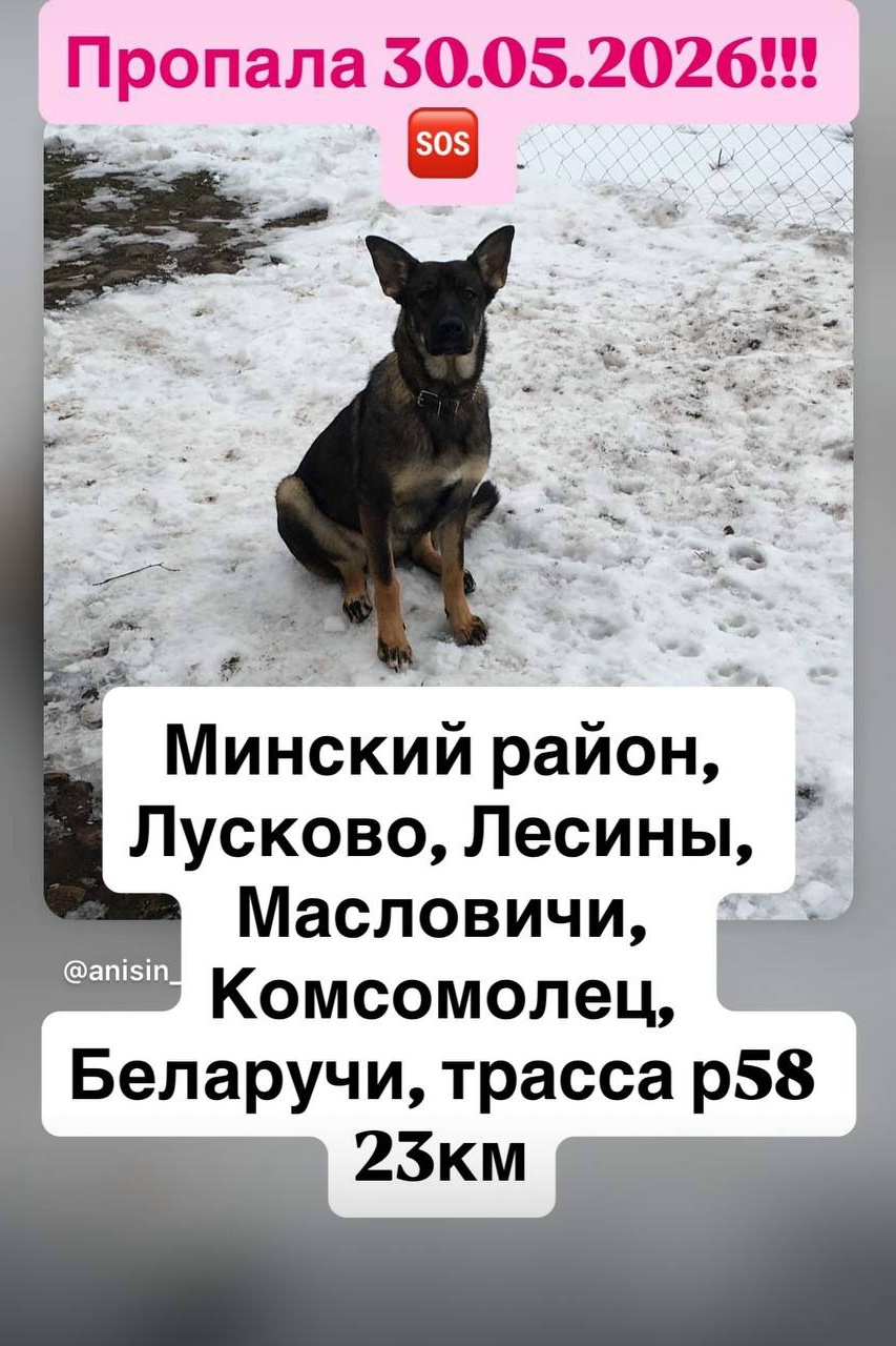 Пропала собака в Минске — Минский район,