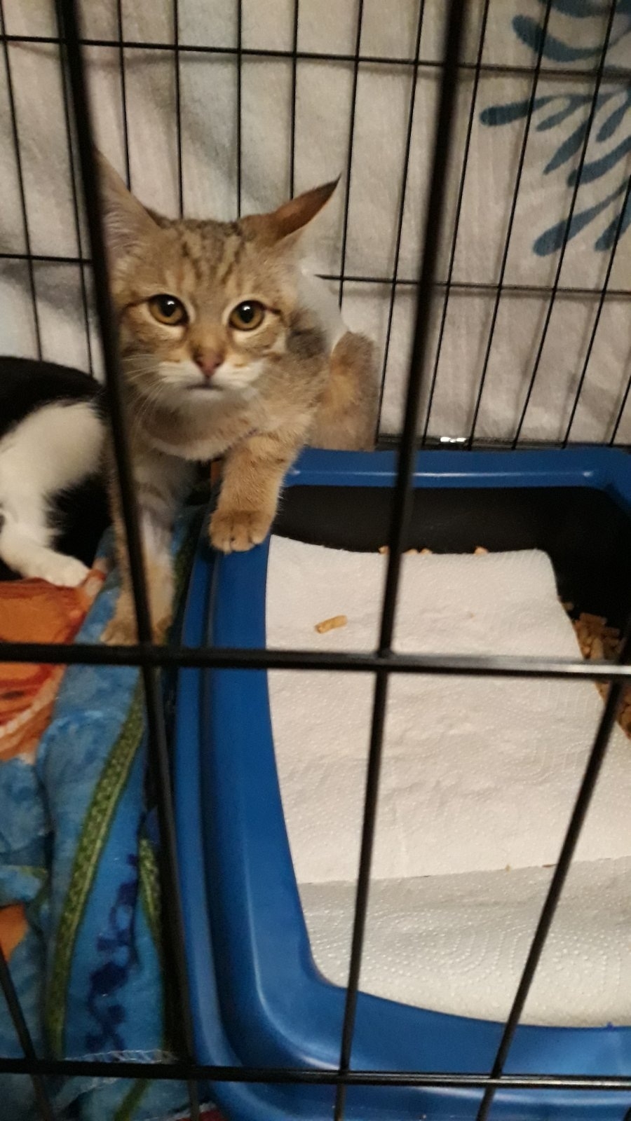 Найдена кошка в Горках — Вот такая очаровательная малышка🐈 ищет добрые, понимающие и заботливые ручки. Кошечку нашли на улице…