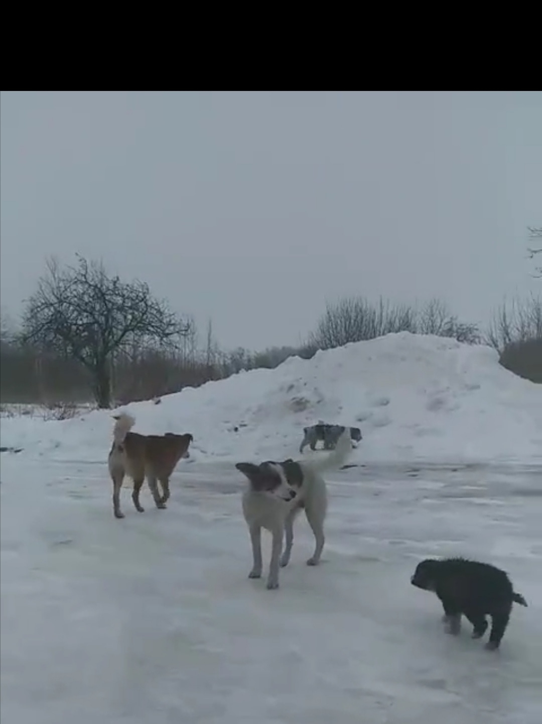 Найдена собака в Горках — 🆘Сегодня мы хотим обратиться ко всем, кто знает Белку (гаражи). Уже не первый год Белка приносит…