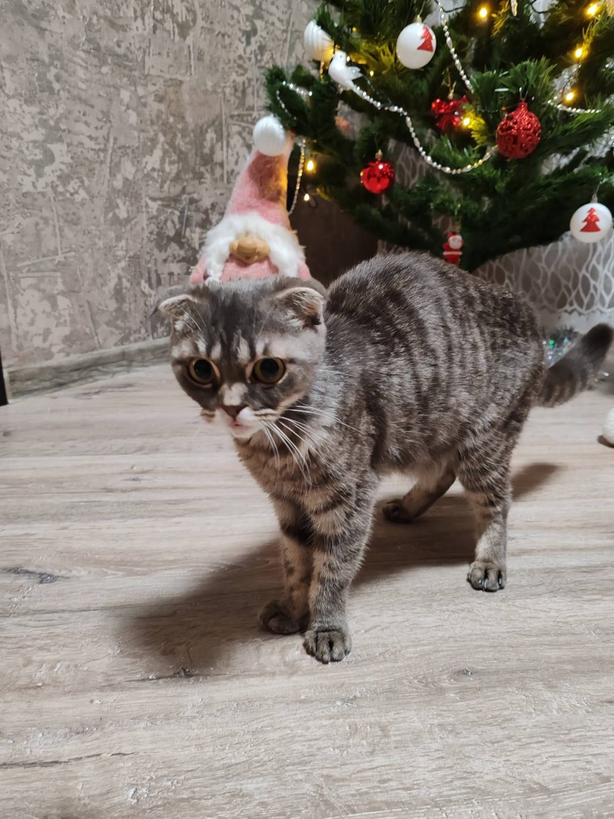 Найдена кошка в Горках — фото объявления