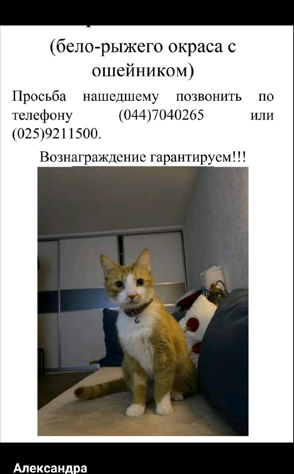 Пропала кошка в Марьиной Горке — фото объявления