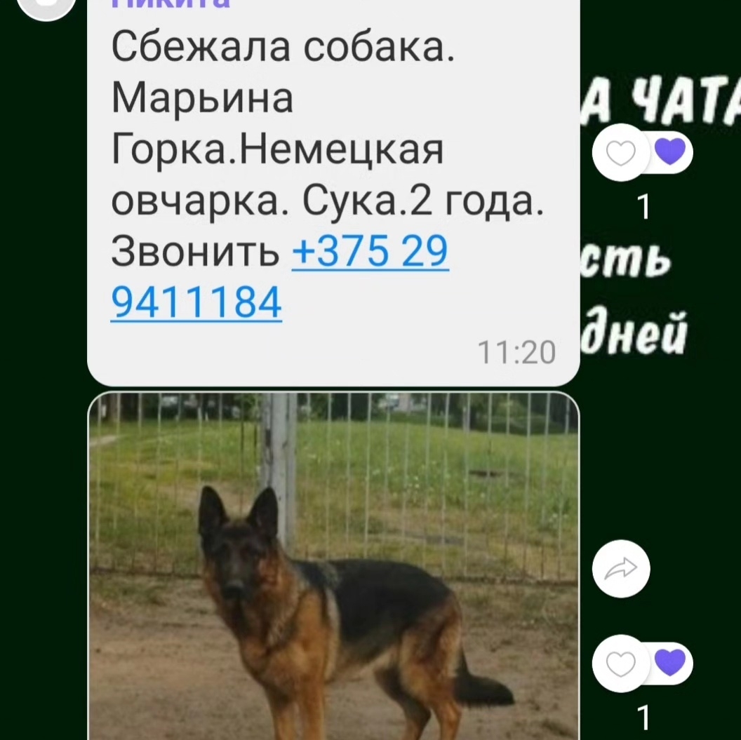 Пропала собака в Марьиной Горке — фото объявления