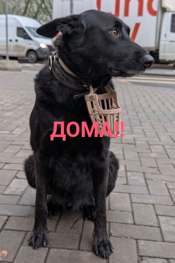 Объявление о питомце в Барановичах — ЗАМЕЧЕНА СОБАКА ОВЧАРКА МЕТИС АЛАБАЙ БШО, ВЕО, НО❗❗❗