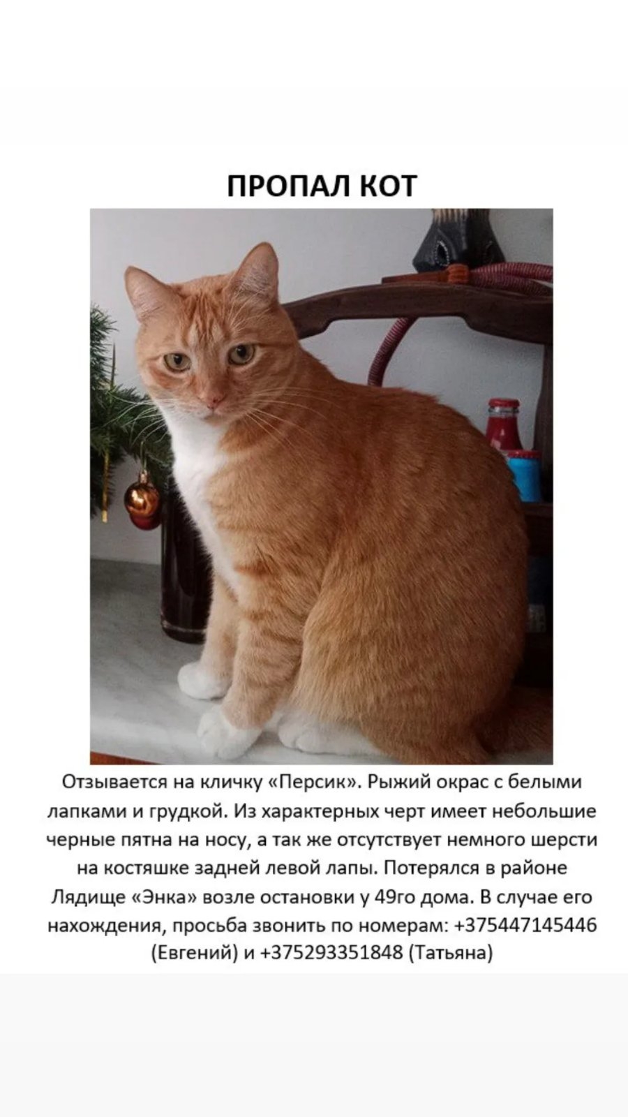 Пропала кошка в Борисове — 🆘🆘🆘 Борисов