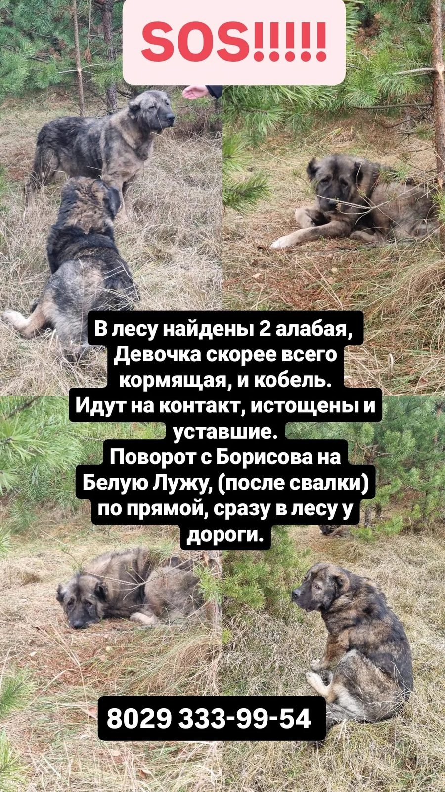 Найдена собака в Борисове — фото объявления