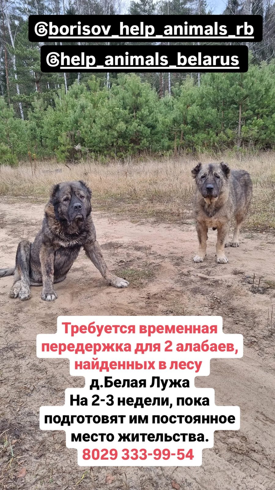 Найдена собака в Борисове — фото объявления
