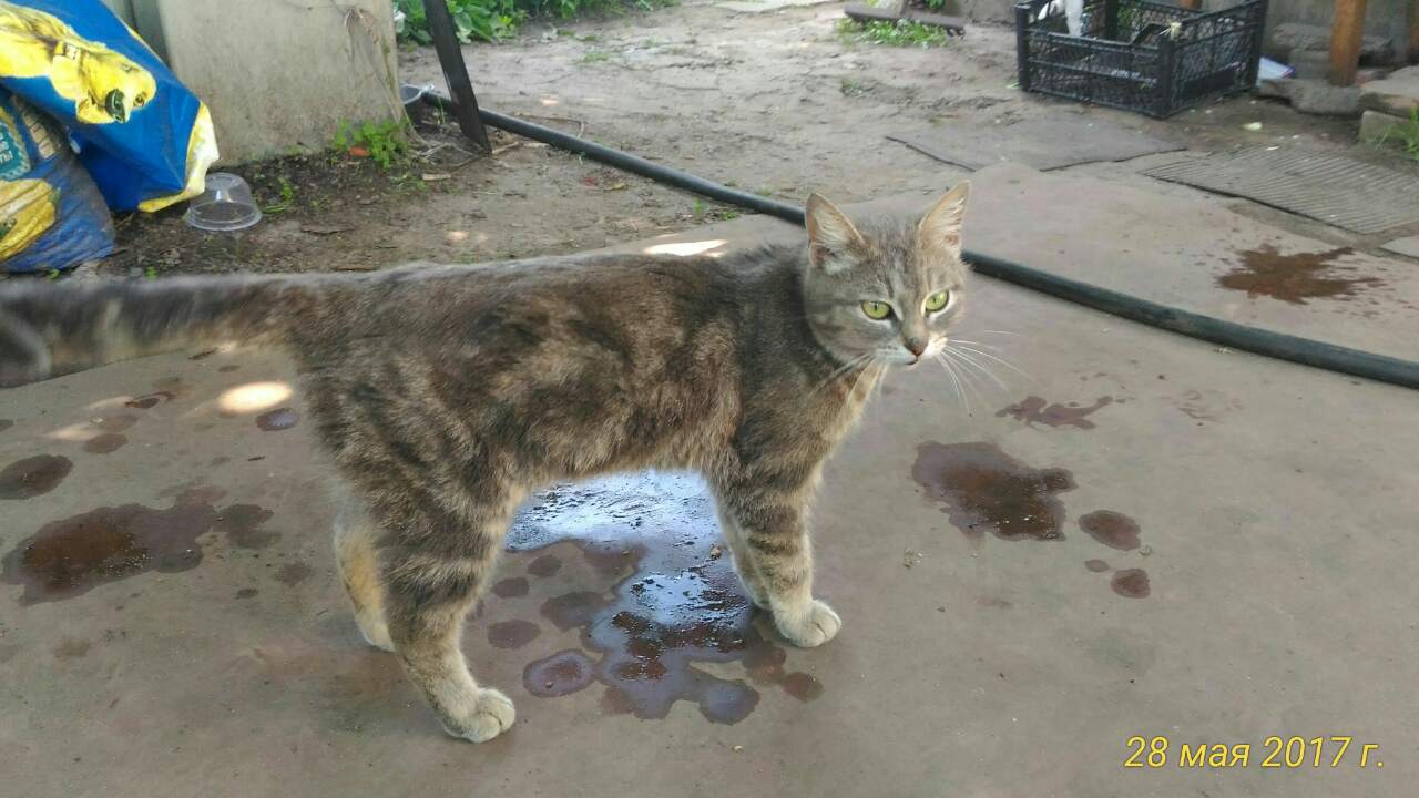 Пропала кошка в Могилёве — Кошка серая уже неделю живет на дереве во дворе на Луполово. Плачет. За пределы двора выходить…